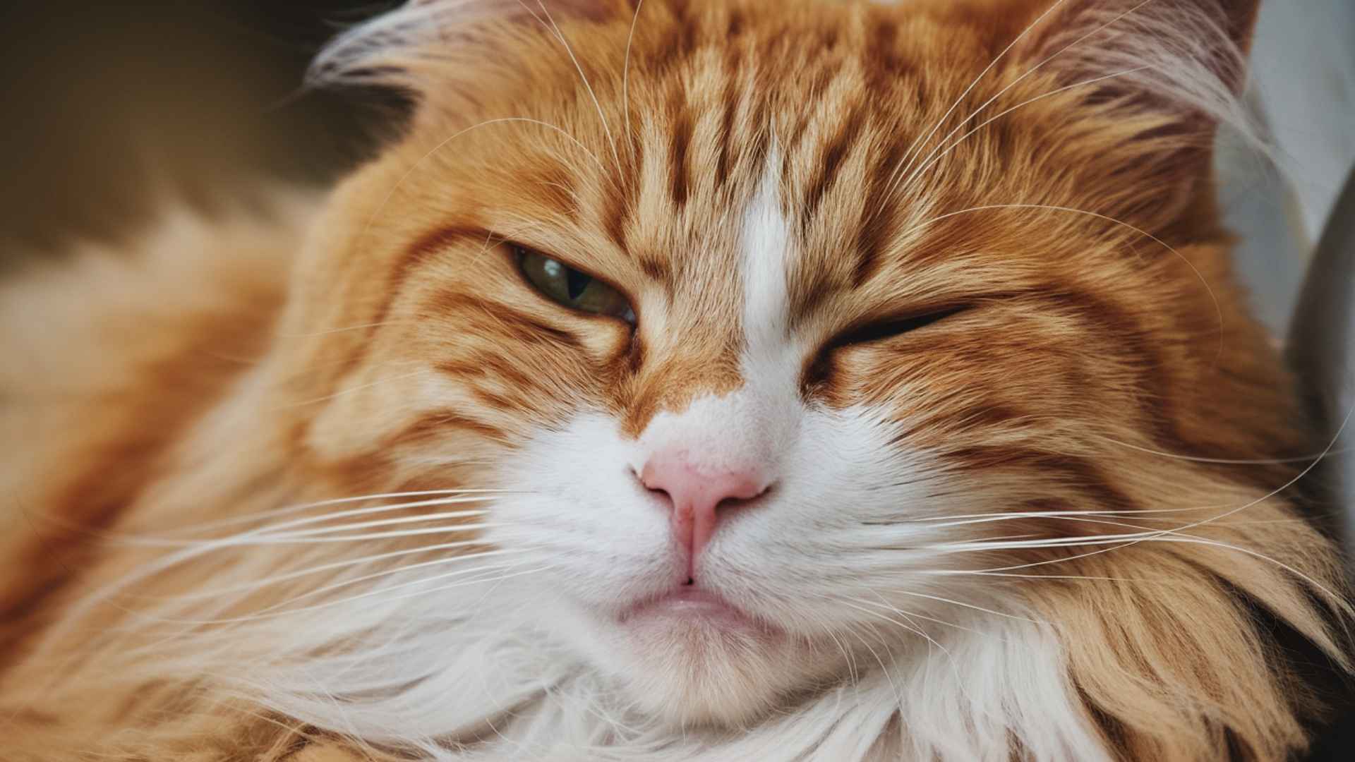 gato con el ojo guiñado